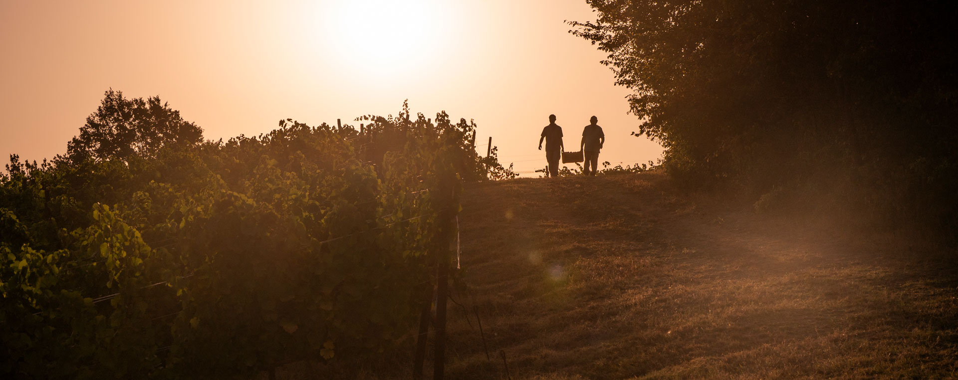 vigne di donelasca al tramonto